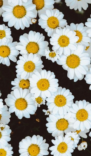 chamomile, field of daisies, pole Wallpaper 600x1024