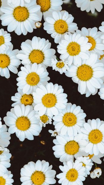 chamomile, field of daisies, pole Wallpaper 640x1136