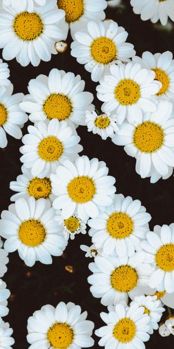 chamomile, field of daisies, pole Wallpaper 720x1440