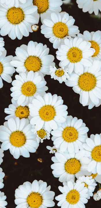 chamomile, field of daisies, pole Wallpaper 1440x2960