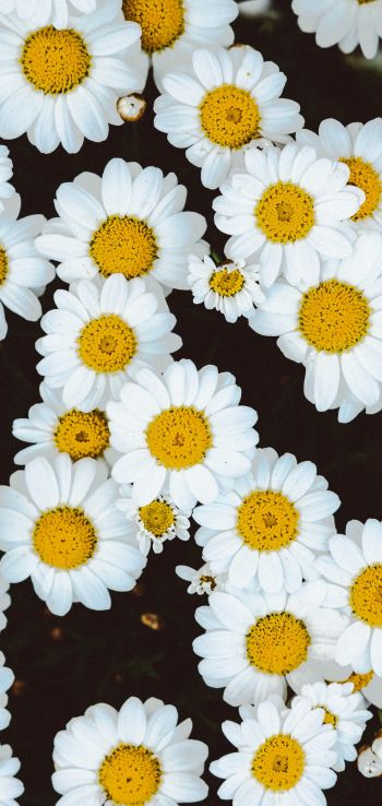 chamomile, field of daisies, pole Wallpaper 720x1520