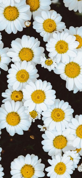 chamomile, field of daisies, pole Wallpaper 1170x2532