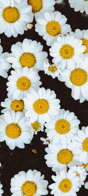 chamomile, field of daisies, pole Wallpaper 1080x2400