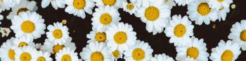 chamomile, field of daisies, pole Wallpaper 1590x400