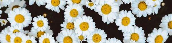 chamomile, field of daisies, pole Wallpaper 1590x400