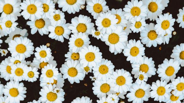 chamomile, field of daisies, pole Wallpaper 3840x2160