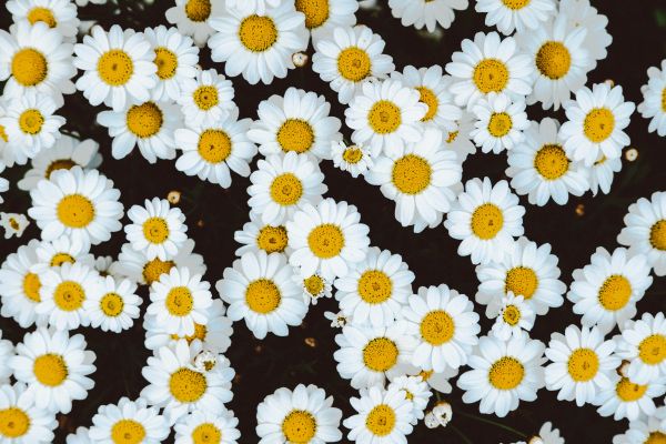 chamomile, field of daisies, pole Wallpaper 4896x3264