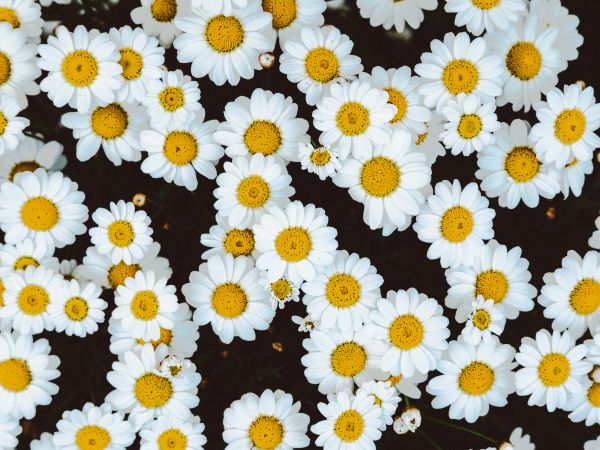chamomile, field of daisies, pole Wallpaper 800x600