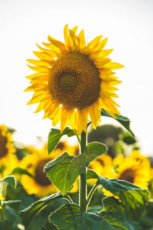 sunflower, summer, sun Wallpaper 3112x4668