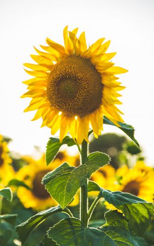 sunflower, summer, sun Wallpaper 800x1280