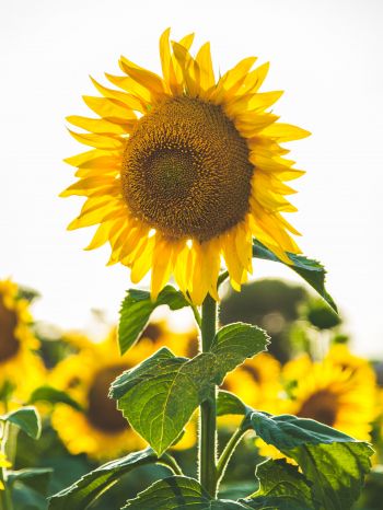 sunflower, summer, sun Wallpaper 1536x2048