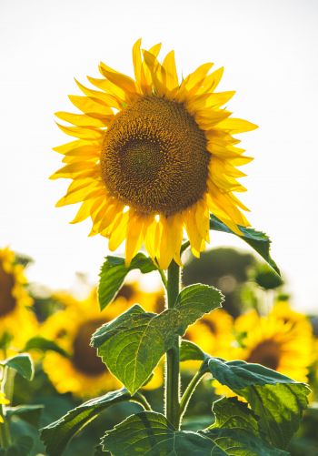sunflower, summer, sun Wallpaper 1668x2388