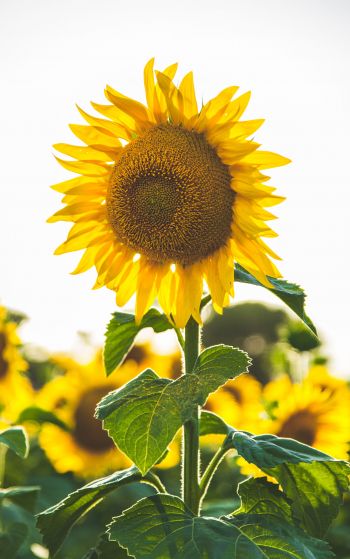sunflower, summer, sun Wallpaper 1752x2800