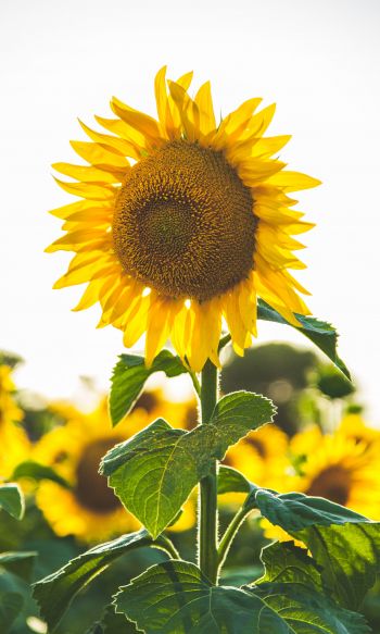 sunflower, summer, sun Wallpaper 1200x2000