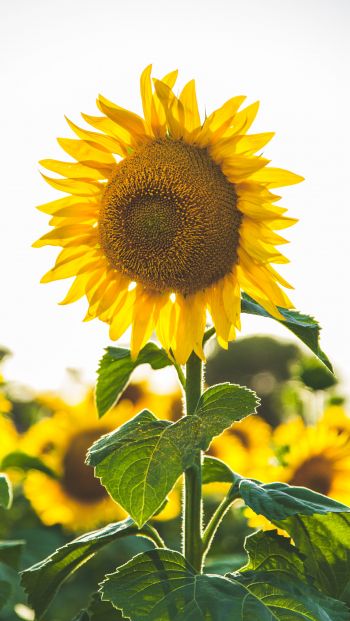 sunflower, summer, sun Wallpaper 640x1136