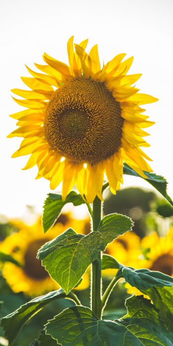 sunflower, summer, sun Wallpaper 720x1440