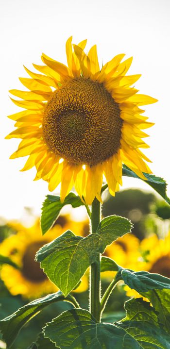 sunflower, summer, sun Wallpaper 1440x2960