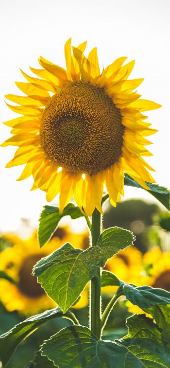 sunflower, summer, sun Wallpaper 1284x2778