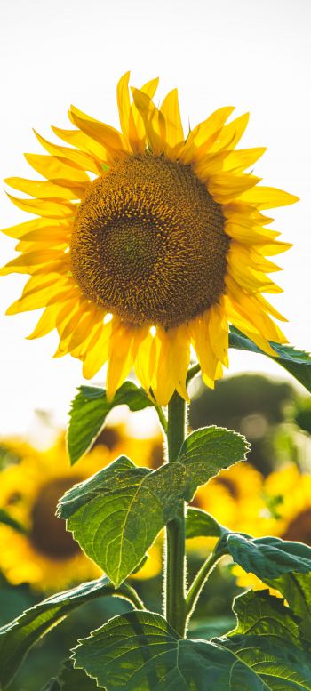 sunflower, summer, sun Wallpaper 1440x3200