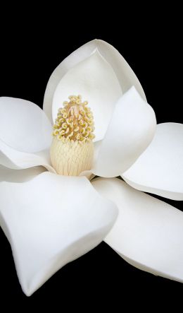 Обои 600x1024 белый цветок, белый, на черном фоне, лепестки, макро