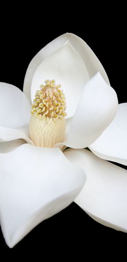 white flower, white, on black background, petals, macro Wallpaper 1080x2220