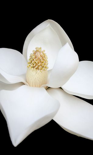 Обои 1200x2000 белый цветок, белый, на черном фоне, лепестки, макро