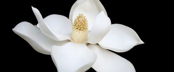 white flower, white, on black background, petals, macro Wallpaper 3440x1440