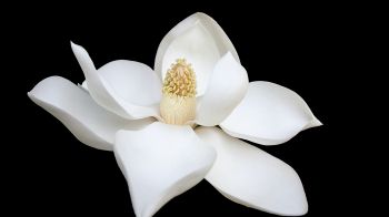 white flower, white, on black background, petals, macro Wallpaper 2048x1152