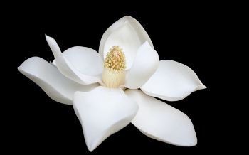 Обои 1920x1200 белый цветок, белый, на черном фоне, лепестки, макро