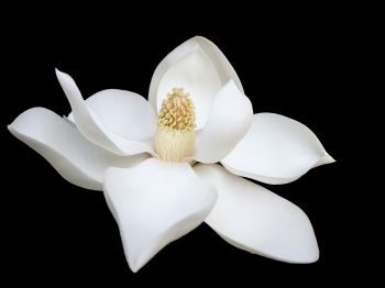 white flower, white, on black background, petals, macro Wallpaper 800x600