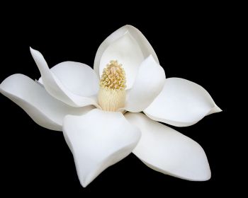 Обои 1280x1024 белый цветок, белый, на черном фоне, лепестки, макро