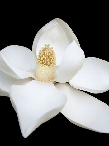 Обои 1620x2160 белый цветок, белый, на черном фоне, лепестки, макро