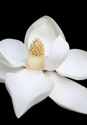 Обои 1668x2388 белый цветок, белый, на черном фоне, лепестки, макро