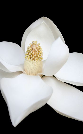 Обои 1200x1920 белый цветок, белый, на черном фоне, лепестки, макро