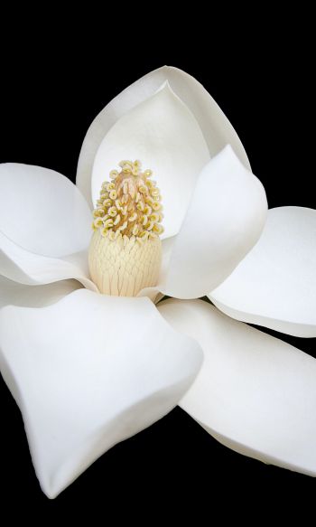Обои 1200x2000 белый цветок, белый, на черном фоне, лепестки, макро
