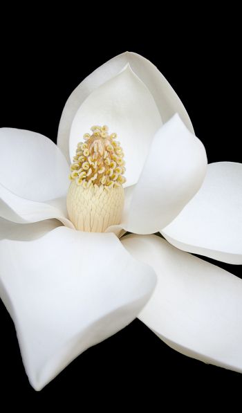 white flower, white, on black background, petals, macro Wallpaper 600x1024