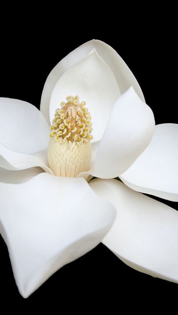 Обои 640x1136 белый цветок, белый, на черном фоне, лепестки, макро