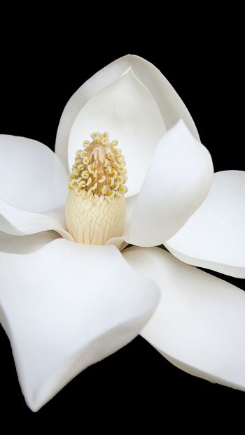 Обои 750x1334 белый цветок, белый, на черном фоне, лепестки, макро