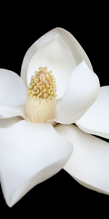 white flower, white, on black background, petals, macro Wallpaper 720x1440