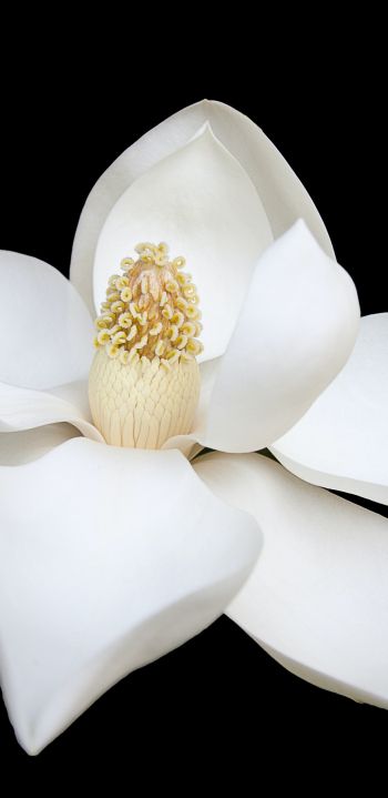 Обои 1080x2220 белый цветок, белый, на черном фоне, лепестки, макро