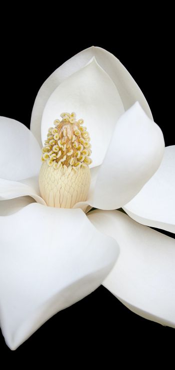 white flower, white, on black background, petals, macro Wallpaper 1080x2280