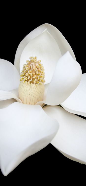 Обои 828x1792 белый цветок, белый, на черном фоне, лепестки, макро