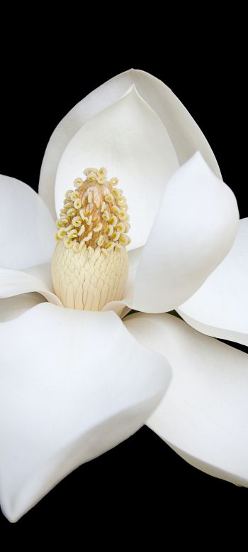 Обои 1080x2400 белый цветок, белый, на черном фоне, лепестки, макро