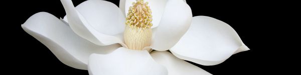 white flower, white, on black background, petals, macro Wallpaper 1590x400