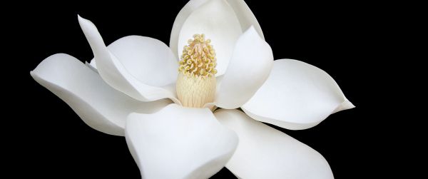 white flower, white, on black background, petals, macro Wallpaper 3440x1440