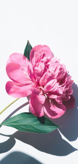 Обои 720x1520 цветок, листок, тень, лепестки, розовый цветок