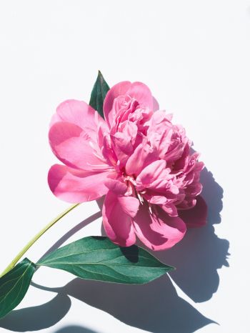 Обои 1668x2224 цветок, листок, тень, лепестки, розовый цветок
