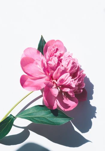 Обои 1668x2388 цветок, листок, тень, лепестки, розовый цветок