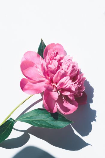 Обои 640x960 цветок, листок, тень, лепестки, розовый цветок