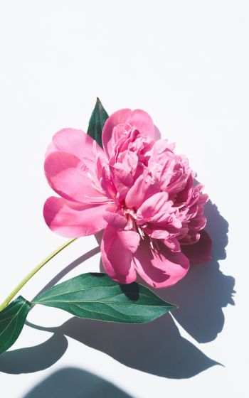 Обои 800x1280 цветок, листок, тень, лепестки, розовый цветок